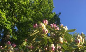 Magnolienblüten im Frühling vor blauem Himmel