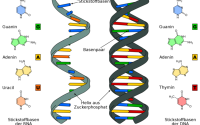 DNA