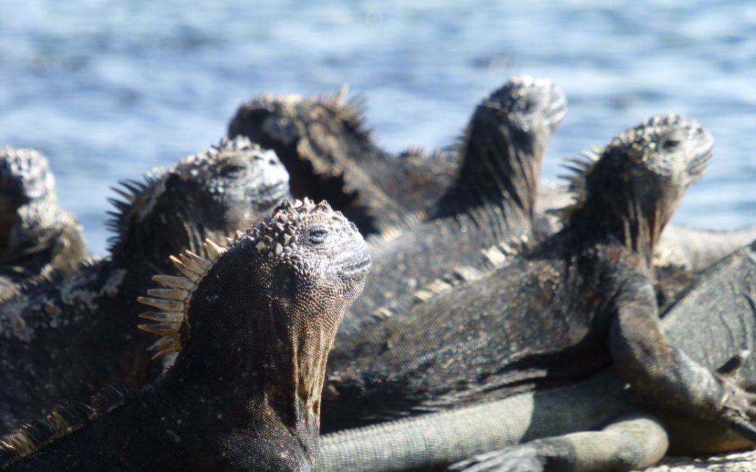 Erfahrungsbericht des Praktikums an der Charles Darwin Fundation, Galapagos