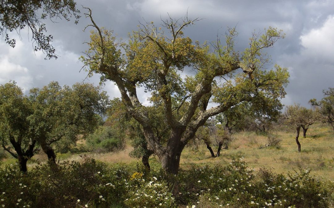 Deep Ecology – Erasmus-Praktikum auf der Farm „A Quinta“, Portugal